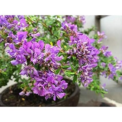 Image of RISHIKA PLANT HOUSE-Vietnam inchDesmodium Blue Braya inch | inch Vietnam Bonsai Bluebell inch Pre Bonsai (Medium Size) Healthy Bonsai Sepling Plant With Pot