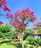 120 Crepe Myrtle Tree Seeds Lagerstroemia Indica Deciduous Flowering Tree Fast Growing, Ornamental Shrub