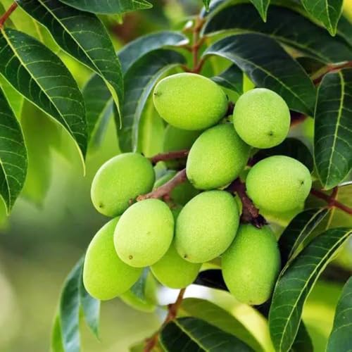 semillas de olivo, exóticas jardín jardín para hombres, semillas de en resistentes olivos 20pcs