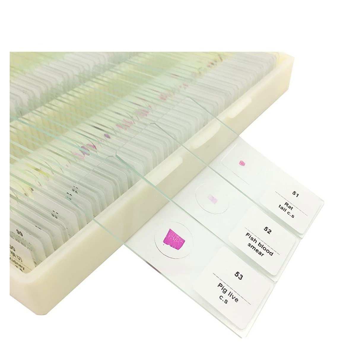 100 PCS Diapositivas de microscopio preparadas Accesorios para microscopios de laboratorio(Type 3)