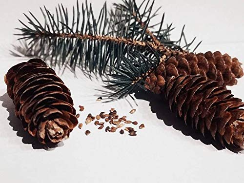 Generic Picea Abies: Norway Spruce Seeds (30 Organically Grown Non-Gmo Pennsylvania Seeds) Green, Brown #TOP1