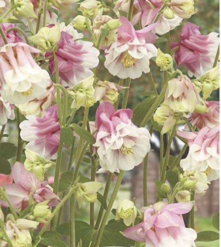 50 Seeds of Flower Aquilegia Petticoat Pink