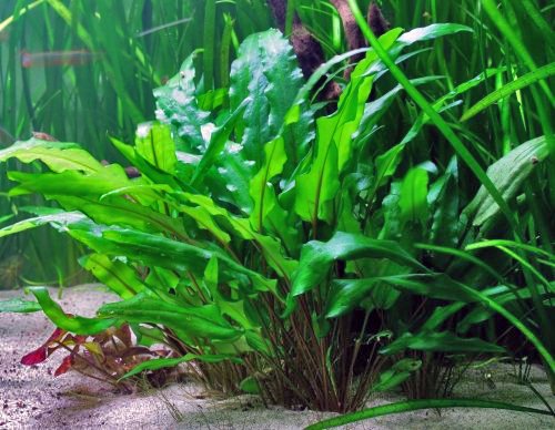 Maalavya Live Aquarium Aquatic Plant Cryptocoryne Tropica Cup (B0BR4473FW) Amazon Price History, Amazon Price Tracker