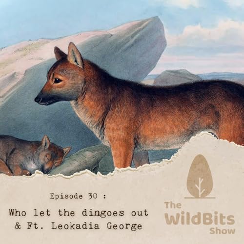 Who let the dingoes out & Ft. Leokadia George