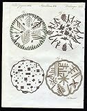  Salz Kristalle salt Mikroskopie microscopy Bertuch Kupferstich antique print