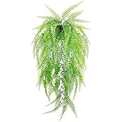Ferns