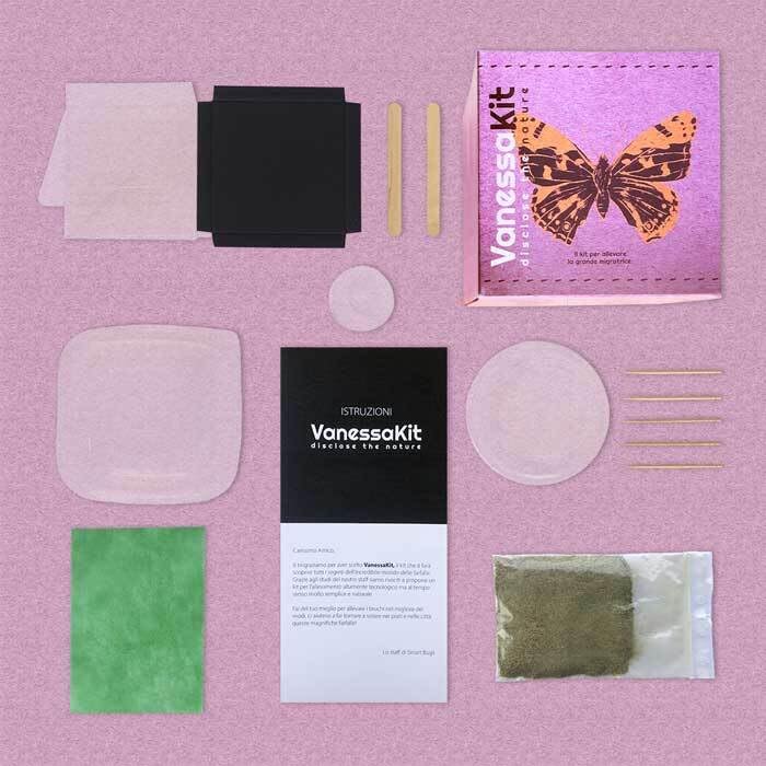 VanessaKit, Il Kit per Allevare in Casa Le Farfalle Vanessa del Cardo- Esperimento educativo, Kit educativi scientifici per Bambini, Idee Regalo Bambino Bambina (KIT CON BRUCHI)
