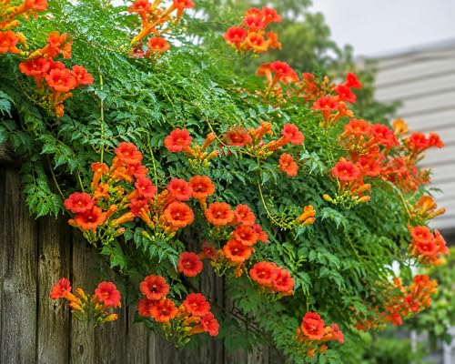 Trumpet Vine Bare Root Seedlings for Planting | Fast Growing Perennial Orange Flower Climbing Vine | Hummingbird Attracting Campsis Radicans Live Plants for Trellis Fence & Pergola (2 Plant)