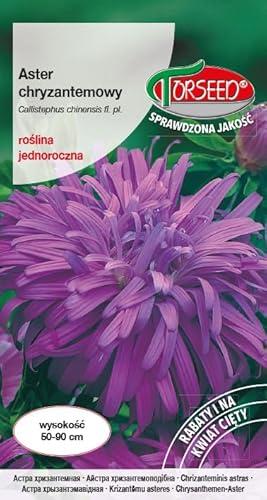 Verdica Semillas de aster de crisantemo 'wysoki chryzantemowy' – Flores anuales con flores grandes y vivas, ideal para cortar y parterres, siembra marzo-mayo, 50-90 cm de altura (0,5 gramos)
