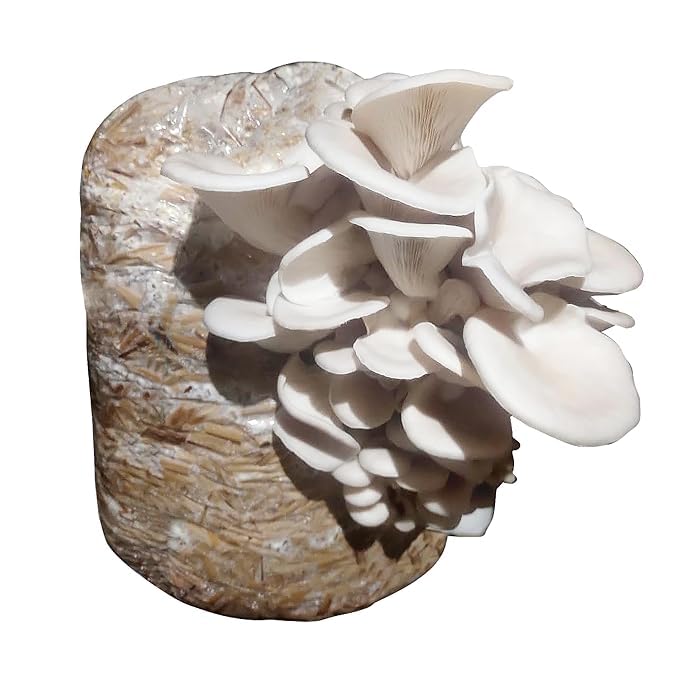 BINGE Farm Fresh White Oyster Mushroom Spawns (400, Grams)