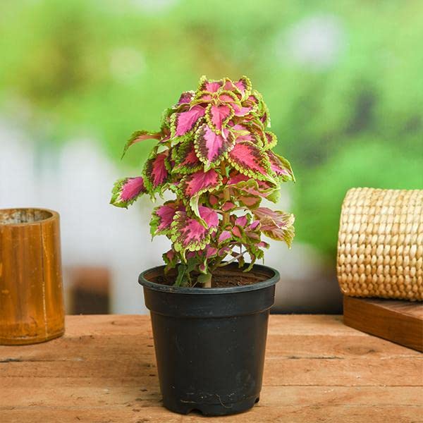 Mphmi NCR Perennial Live Plants Coleus (Green Pink) - Plant (B0CF69C2R1) Amazon Price History, Amazon Price Tracker