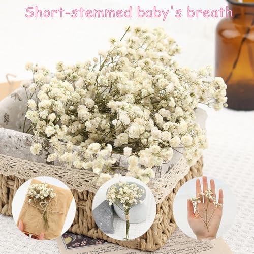 50 flores secas Gypsophila con tallos verdes para decoración miniatura 3