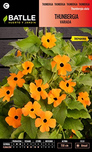 Semillas de Flores - Thunbergia variada - Batlle: Amazon.es: Jardín