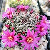 Planet Desert Mammillaria zeilmanniana Cacti Cactus Succulent Real Live Plant