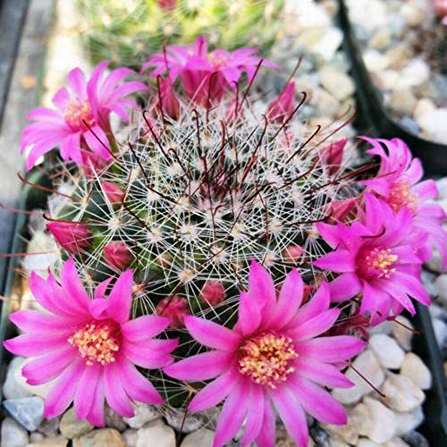 Planet Desert Mammillaria Zeilmanniana Cacti Cactus Succulent Real Live Plant #TOP9