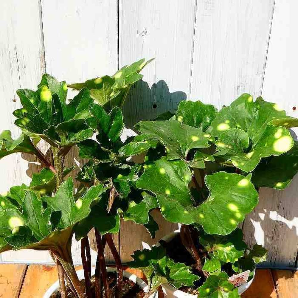 ❀そるまるす❀荒天・猛暑日は植物発送不可専用4種 10月の道端の有毒雑草】お子様注意！花言葉は「常に愛らしい