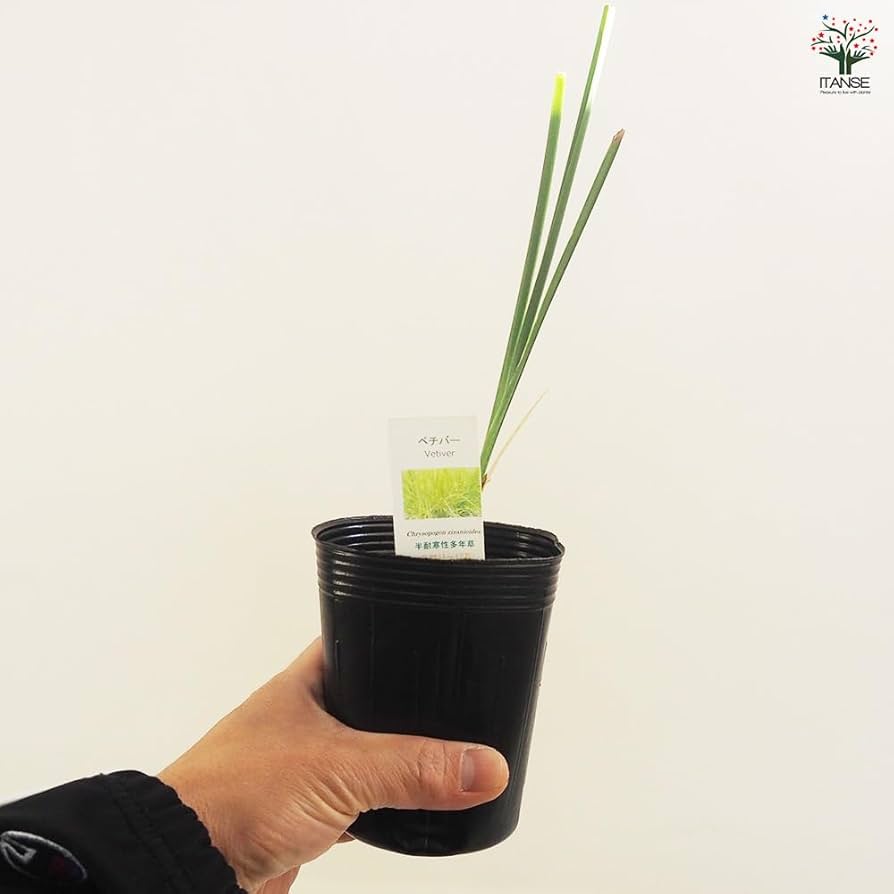 ベチバー　Vetiver『25苗』 Amazon.co.jp: ITANSE ベチバー 9cmポット 1個売り【品種