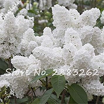 Amazon Co Jp かわいいひまわりの種diyホームガーデン植物 面白い