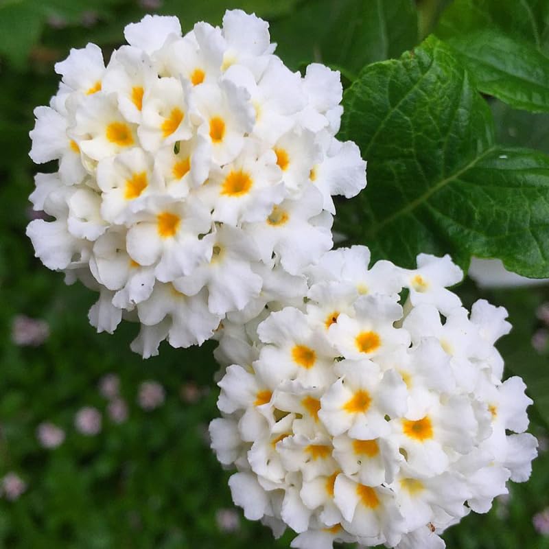 ELLA'S HOMES 2 White Lantana