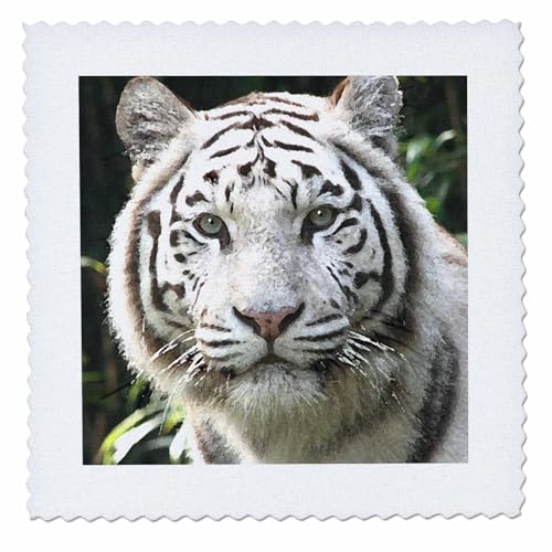 14x14 inch Quilt Square - White Tiger Tigers