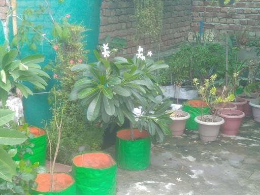 RK_Enterpries Grow Bags for Terrace Gardening (12x12 inches) Pack of 10