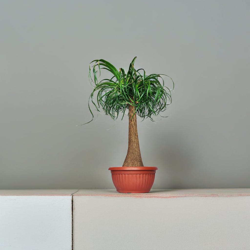 Beaucarnea Piede d'Elefante, Mangiafumo, Pianta Vera da Interni, 75 cm Altezza, Vaso 30 cm, Purificazione dell'Aria