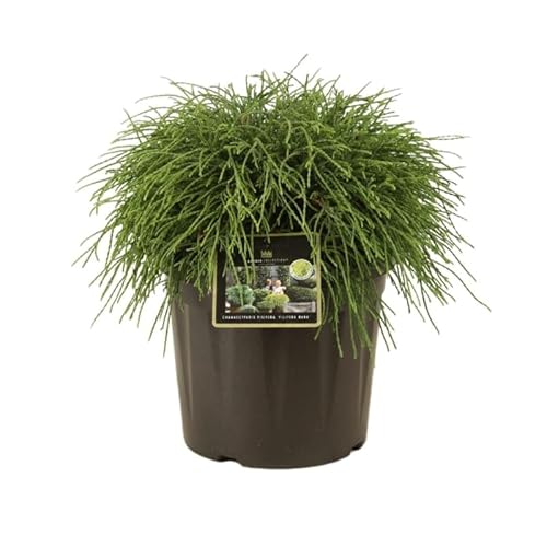 Faux-cyprès de Sawara Filifera Nana - Chamaecyparis Pisifera Filifera Nana 30/35cm Pot 8l - Plante En Pot - Hauteur 1 à 1,2 m - Exposition Soleil ou Mi-ombre Sol