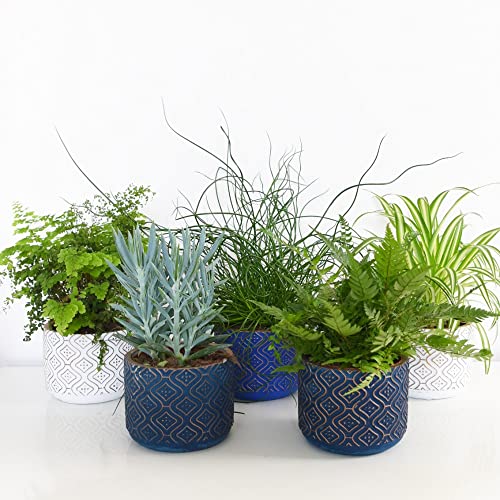 Mixed Houseplant in Stylish Delphi Ceramic Pot Tender Perennial Scandi Style Home Interior Plants Easy to Grow Your Own Indoor Houseplants, 1x Houseplant in Pot by Thompson & Morgan (1)