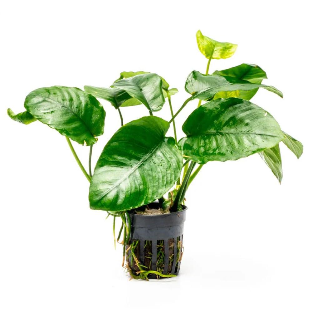 SubstrateSource Anubias Barteri Wrinkle Leaf