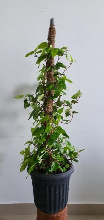 See full amazon price history chart for Cloud Farm Betel Leaf/Banarasi Maghai Paan Rare Healthy Live Plant, Medicinal Herb Pack of 1 CF_19 Cloud Farm Betel Leaf/Banarasi Maghai Paan Rare Healthy Live Plant, Medicinal Herb Pack of 1 CF_19 (B0BNPRYSTK) Amazon Price History, Amazon Price Tracker