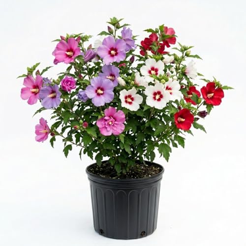 Set 5 Rose of Sharon Bare Roots Plant Assorted Rose of Sharon Tree Live Plant 1-2 Feet Tall Bare Roots Hardy Althea Flowers for Indoor Outdoor Planting