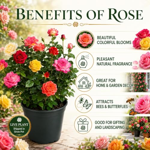 Image of Hybrid Multi Colour Rose Live Plant, Assorted Color, Pack of 1, with 4 Inch Pot, for Home Garden, Balcony and Outdoor Decoration