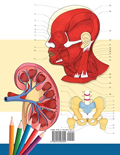 Muze Publishing 9781914207044 Anatomy And Physiology Coloring Book: Incredibly Detailed Self-Test Color Workbook For Studying | Perfect Gift For Medical School Students thumb #1