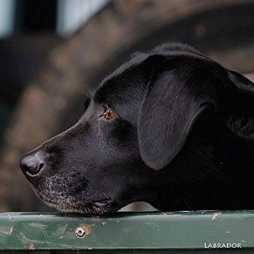 Labrador tarjeta de felicitación  Reproduce Sonido abierta. hundebellen Nivel. Perfecto regalo o tarjeta para cualquier ocasión.