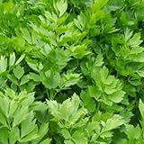 Lovage- 25 Seeds