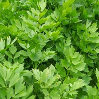 Lovage- 25 Seeds
