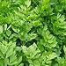 Lovage- 25 Seeds