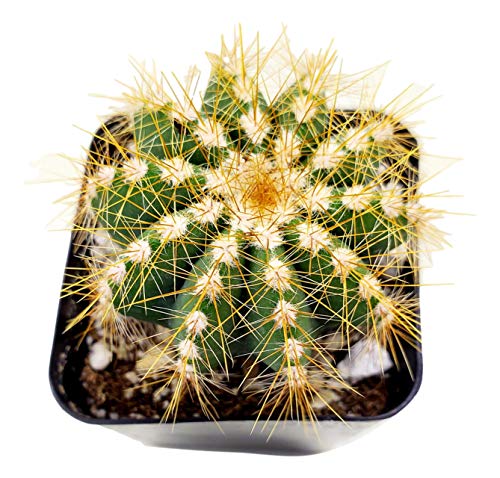 Fat Plants San Diego Living Indoor Succulents and Cactus Rooted in Plastic Planters with Soil (2.5 Inch, Balloon Cactus)