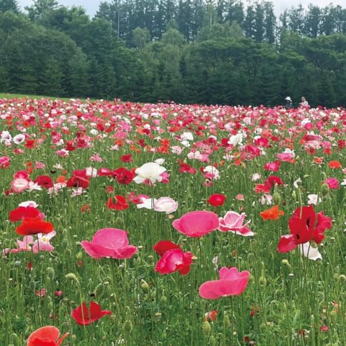 種 花たね ポピー 虞美人草混合 1袋（100mg） / 国華園 25年秋商品のサムネイル