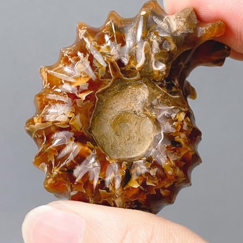 Piedra de cristal educativa con forma de concha marina 7