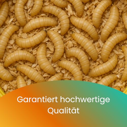 Lebende Bienenmaden – 3er Set (ca. 120 STK) – Premium Angelköder für Forellen & Saibling – Frische, aktive Ködermaden für Pose, Grundblei & Sbirolino – Lebendfutter