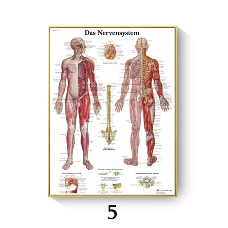 PZ500 poster spieren menselijk lichaam, anatomie poster