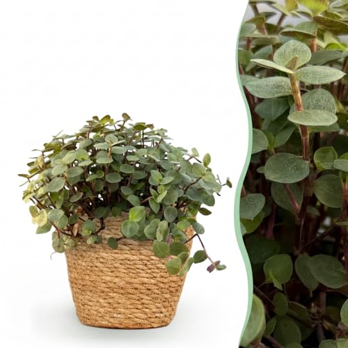 Calissia repens - Césped para gatos - Apto para mascotas - Verde - con cesta - 17-20cm - Ø12cm - Planta de interior - - Planta con maceta