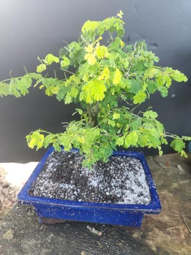 Indoorbonsaiandexotics brazilain raintree. Glazed Pot. Easy to Care for.