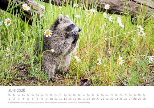 Edition Seidel Premium Kalender Die Welt der Waschbären 2026 Format DIN A3 Wandkalender Tierkalender Waschbär Nordamerika Welpen Wildtiere Waldtiere