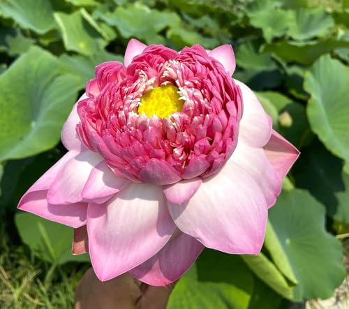 Image of Very Beautiful Rear All Season Pink Cloud Water Lotus(Pack Of-1) /Water Kamal /Water Lily Plant (TUBER) Original Hybrid Veriety Blloming With In 30 Days For Live Plant.