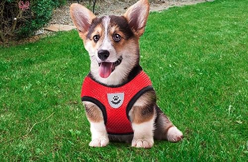 Guia + Coleira Peitoral / Cachorro Porte Pequeno E Medio