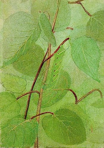 Toile imprimee Sphinx Caterpillar Abbott Handerson Thayer decoration murale 50x70