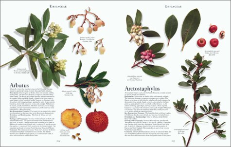 The Botanical Garden: Trees and Shrubs