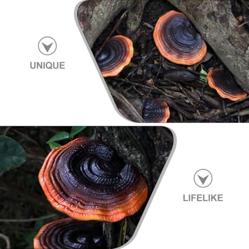 Ganoderma Lucidum résine lot de 5 champignons étanches tout temps